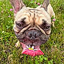 animal, close_up, cute, daisy, dog, ears, flower, french_bulldog, grass, green, meadow, nature, nose, outdoor, pet, pink_tongue, playful, summer, tongue, wildflowers