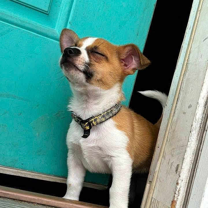 Jack is registered to the contest to win money with this photo: accessories, animal, bostonbull, bulldog, canine, chihuahua, collar, dog, door, frenchbulldog, hardwood, hound, leash, pet, puppy, snout, stainedwood, strap, window, wood