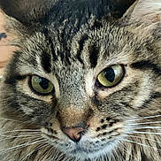 Ash joined the competition — help win amazing prizes! cat, tabby, close_up, green_eyes, whiskers, fur, pet, animal, mammal, face, portrait, domestic_cat, feline, fluffy, ears, nose, mustache, cute, indoor, calm