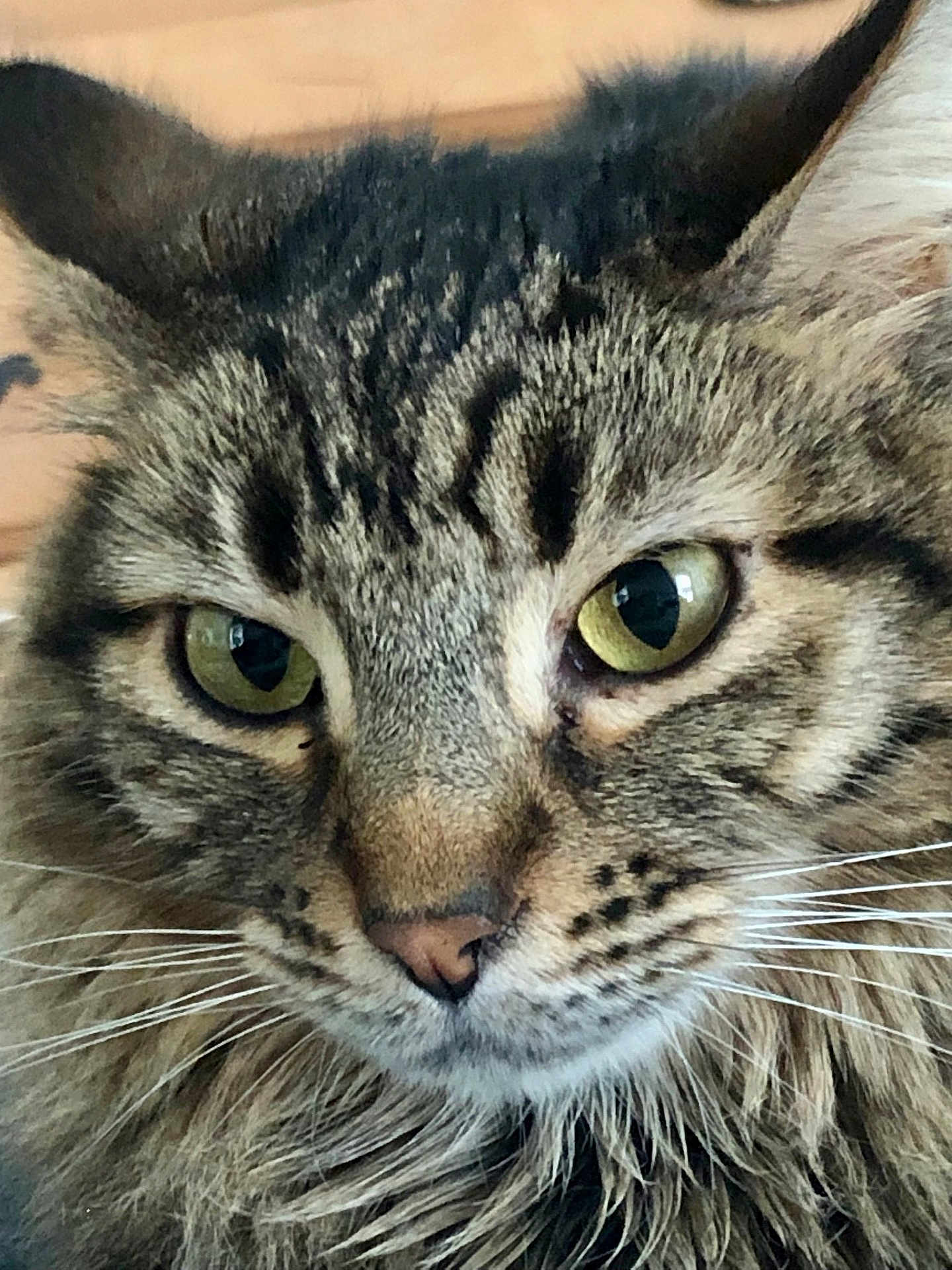 Ash joined the competition — help win amazing prizes! cat, tabby, close_up, green_eyes, whiskers, fur, pet, animal, mammal, face, portrait, domestic_cat, feline, fluffy, ears, nose, mustache, cute, indoor, calm