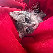 Louna a rejoint le concours — aidez-le/la à gagner de superbes lots ! animal, cat, closeup, cozy, curious, cute, feline, fur, grey_cat, indoor, kitten, pet, playful, portrait, red_fabric, resting, small_animal, soft_texture, whiskers, young_cat