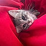 animal, cat, closeup, cozy, curious, cute, feline, fur, grey_cat, indoor, kitten, pet, playful, portrait, red_fabric, resting, small_animal, soft_texture, whiskers, young_cat