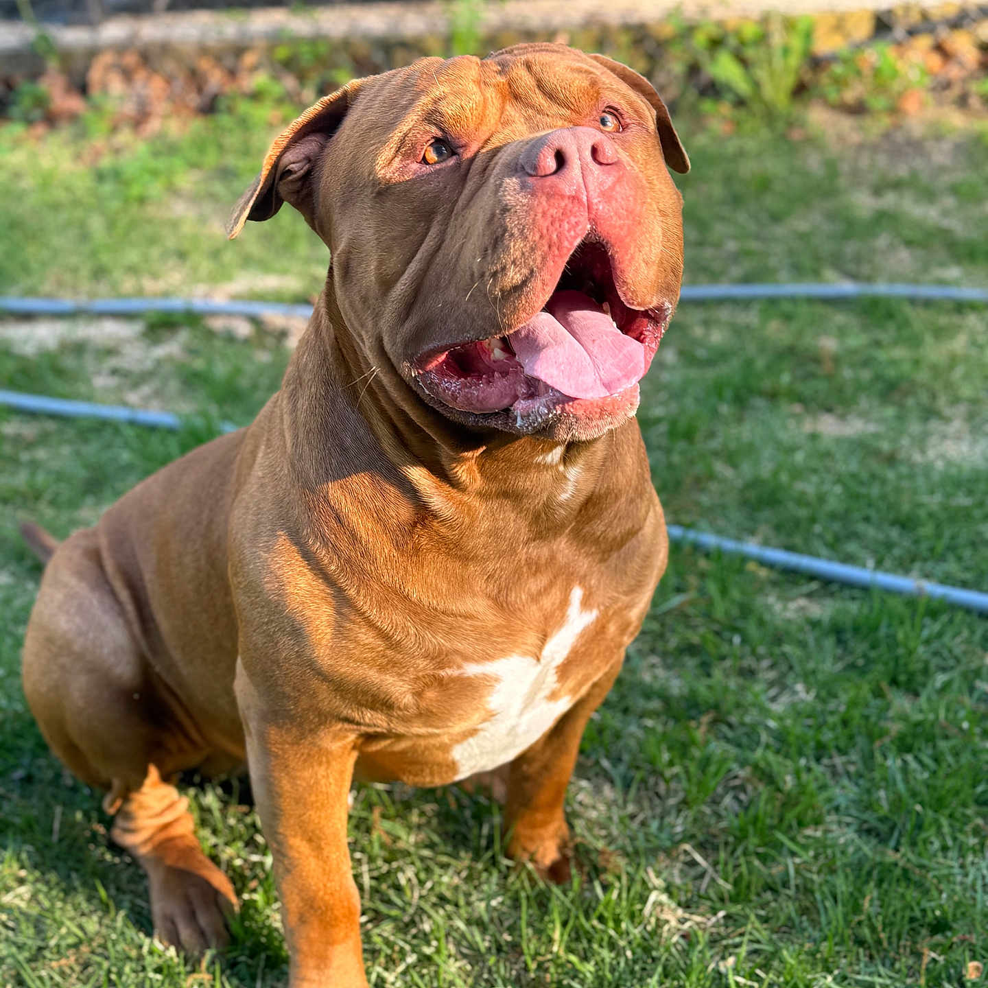 Bruno is registered to the contest to win money with this photo: animal, brown_dog, canine, closeup, daylight, dog, fence, friendly, garden, grass, happy, mammal, nature, outdoor, pet, portrait, sitting, summer, sunlight, tongue_out