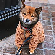 Mika is registered to the contest to win money with this photo: adorable, animal, brown_coat, canine, close_up, collar, cute, daylight, dog, ears, front_paws, fur, leash, looking_at_camera, outdoor, pavement, pet_clothing, shiba_inu, sitting, street
