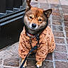 adorable, animal, brown_coat, canine, close_up, collar, cute, daylight, dog, ears, front_paws, fur, leash, looking_at_camera, outdoor, pavement, pet_clothing, shiba_inu, sitting, street