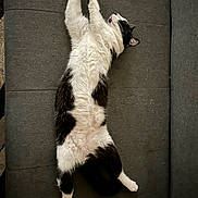 Yami a rejoint le concours — aidez-le/la à gagner de superbes lots ! animal, black_and_white, cat, comfortable, couch, cozy, cute, domestic, feline, fur, home, indoor, paw, pet, relaxation, resting, sleeping, soft, stretching, whiskers