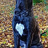 animal, autumn, black_dog, brown_leaves, canine, centered_subject, dog, fallen_leaves, floppy_ears, forest, ground, nature, outdoors, pet, portrait, serious_expression, sitting, smartphone_screenshot, trees, white_chest