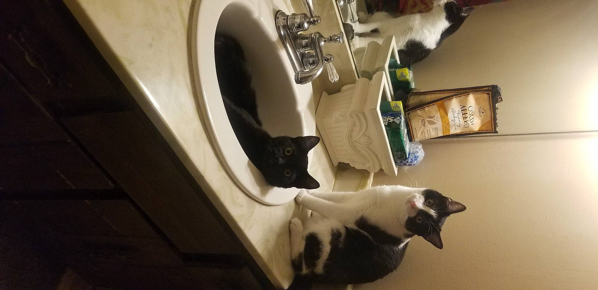 Billy And Lilly is registered to the contest to win money with this photo: automotive_tire, carnivore, cat, domestic_short_haired_cat, door, felidae, flooring, fur, hardwood, house, light, mammal, room, shelf, small_to_medium_sized_cats, table, tail, vertebrate, whiskers, wood