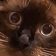 Petit Poulet participe au concours pour gagner de l'argent avec cette photo : cat, close_up, face, whiskers, eyes, fur, pet, animal, curious, brown, black, portrait, mammal, indoor, cute, feline, alert, soft, macro, whisker