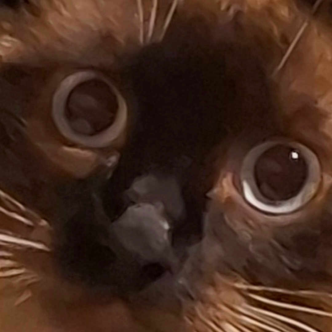 Petit Poulet participe au concours pour gagner de l'argent avec cette photo : alert, animal, black, brown, cat, close_up, curious, cute, eyes, face, feline, fur, indoor, macro, mammal, pet, portrait, soft, whisker, whiskers