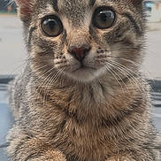 Ash is registered to the contest to win money with this photo: cat, kitten, tabby, close_up, paw, fur, whiskers, ears, animal, pet, cute, curious, face, young, mammal, indoor, portrait, feline, soft, background_blur