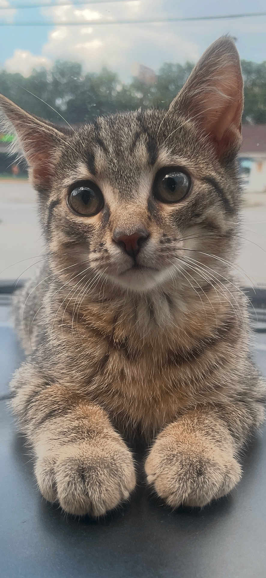 Ash