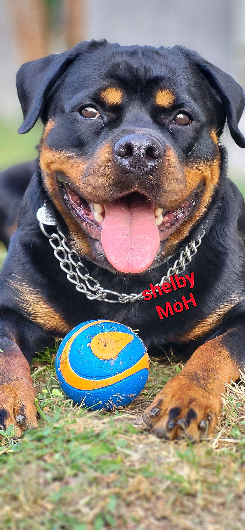 Shelby participe au concours pour gagner de l'argent avec cette photo : ball, blue, carnivore, collar, companion_dog, dog, dog_breed, dog_collar, dog_supply, grass, guard_dog, mammal, pet_supply, rottweiler, snout, sporting_group, terrestrial_animal, vertebrate, working_animal, working_dog