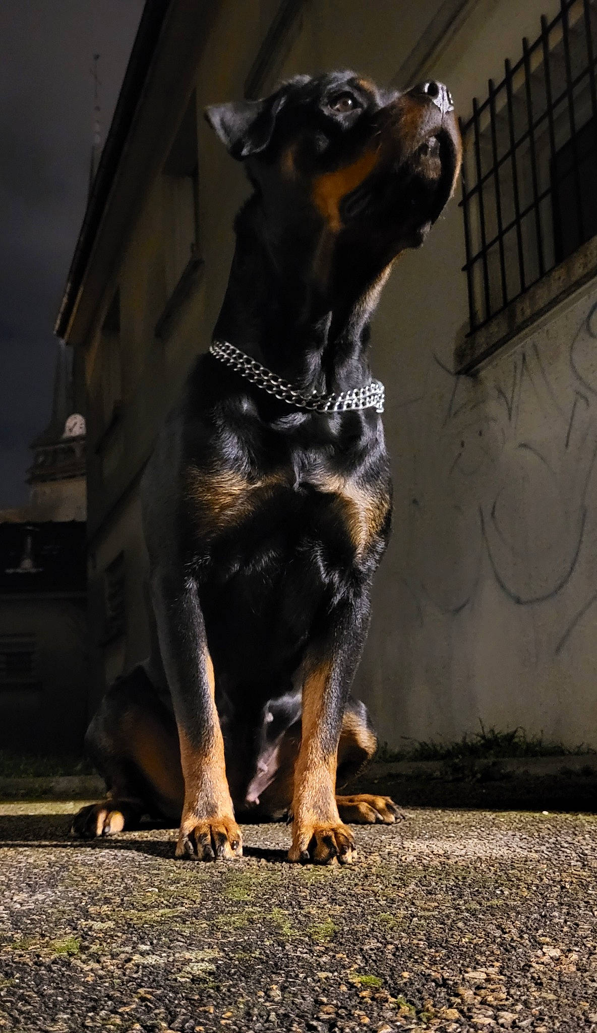 Shelby a rejoint le concours — aidez-le/la à gagner de superbes lots ! art, canidae, carnivore, companion_dog, dog, dog_breed, fur, guard_dog, metal, paw, road_surface, rottweiler, sculpture, sporting_group, terrestrial_animal, whiskers, window, working_animal, working_dog