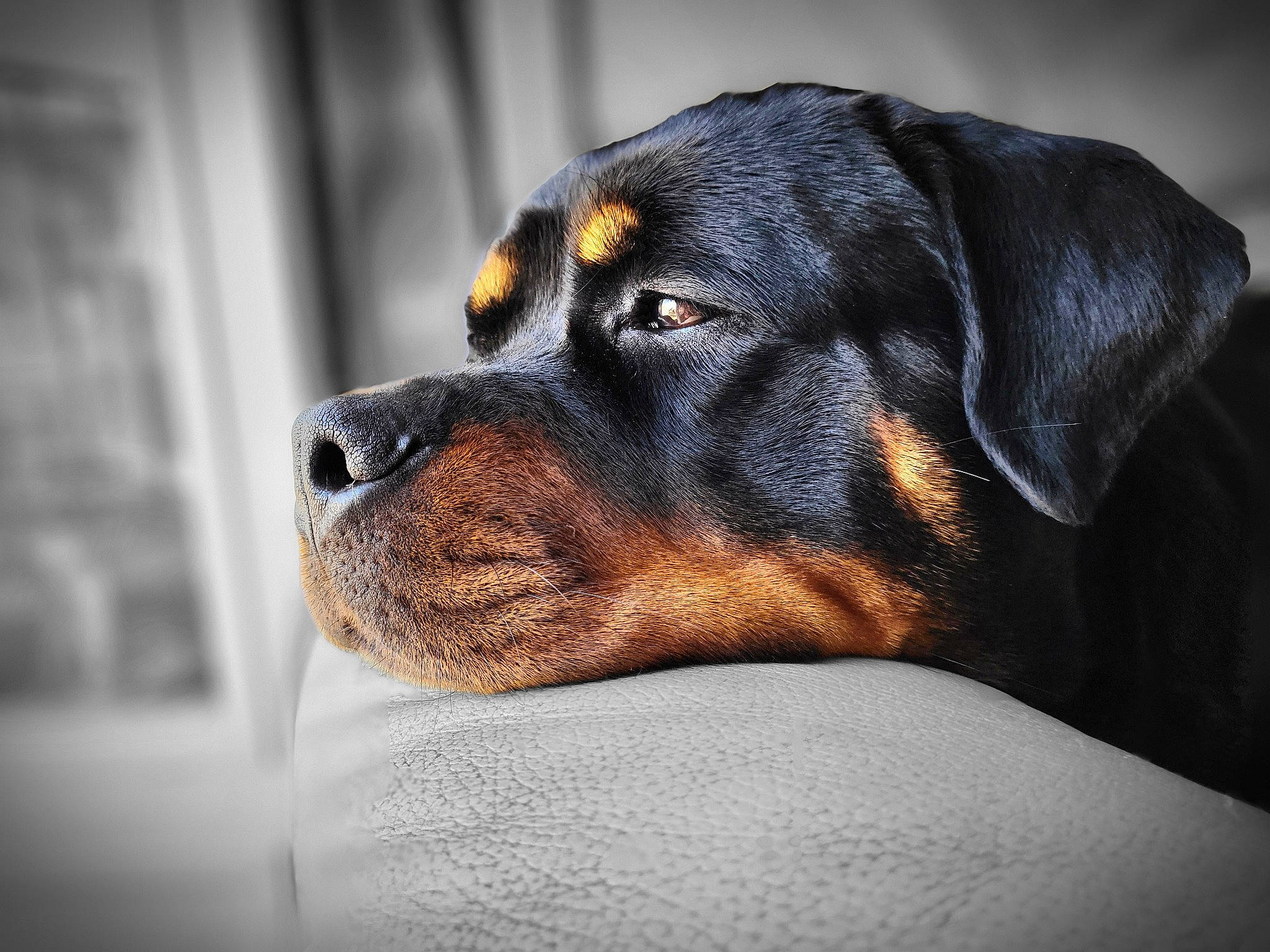 Shelby participe au concours pour gagner de l'argent avec cette photo : bored, canidae, carnivore, companion_dog, darkness, dog, dog_breed, electric_blue, fur, guard_dog, hunting_dog, sporting_group, terrestrial_animal, whiskers, working_animal, working_dog