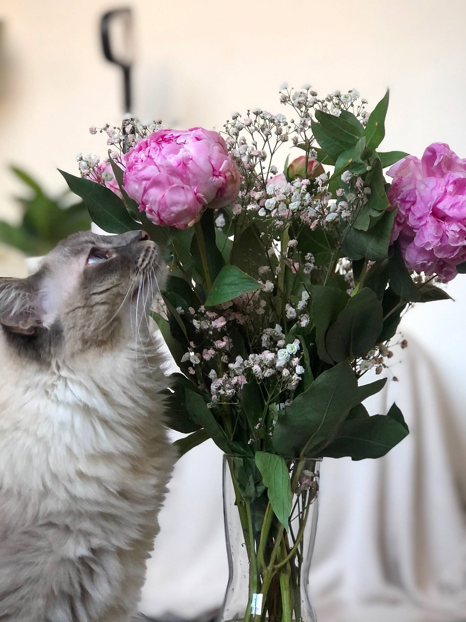 Oria a rejoint le concours — aidez-le/la à gagner de superbes lots ! annual_plant, artifact, artificial_flower, bouquet, carnivore, cat, cut_flowers, felidae, flower, flower_arranging, flowering_plant, flowerpot, herbaceous_plant, hybrid_tea_rose, petal, plant, rose_family, rose_order, vase, whiskers