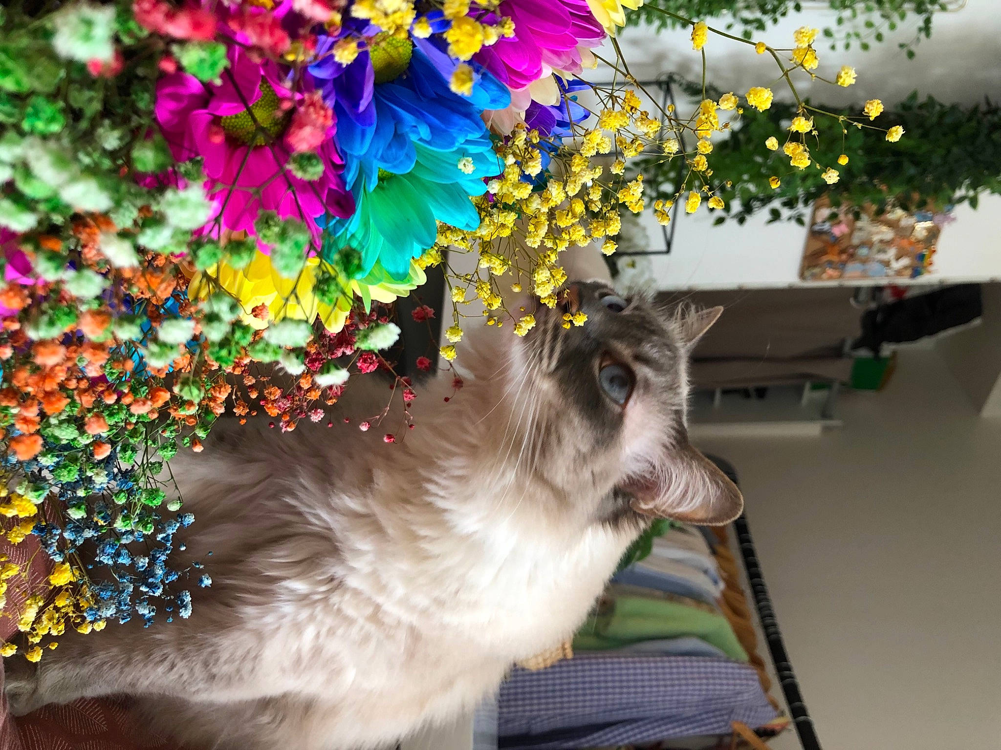 Oria participe au concours pour gagner de l'argent avec cette photo : annual_plant, art, balinese, carnivore, cat, companion_dog, dog_breed, domestic_short_haired_cat, fawn, felidae, flower, flowering_plant, fur, petal, plant, small_to_medium_sized_cats, tail, thai, tree, whiskers