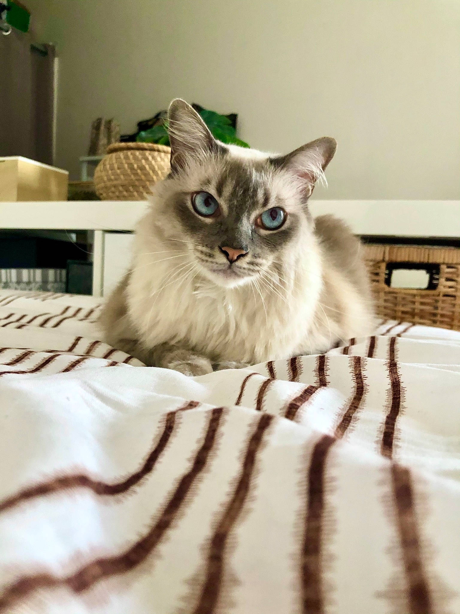 Oria participe au concours pour gagner de l'argent avec cette photo : birman, carnivore, cat, comfort, domestic_short_haired_cat, fawn, felidae, flooring, fur, grey, hardwood, linens, ragdoll, sitting, small_to_medium_sized_cats, snout, tail, thai, whiskers, wood