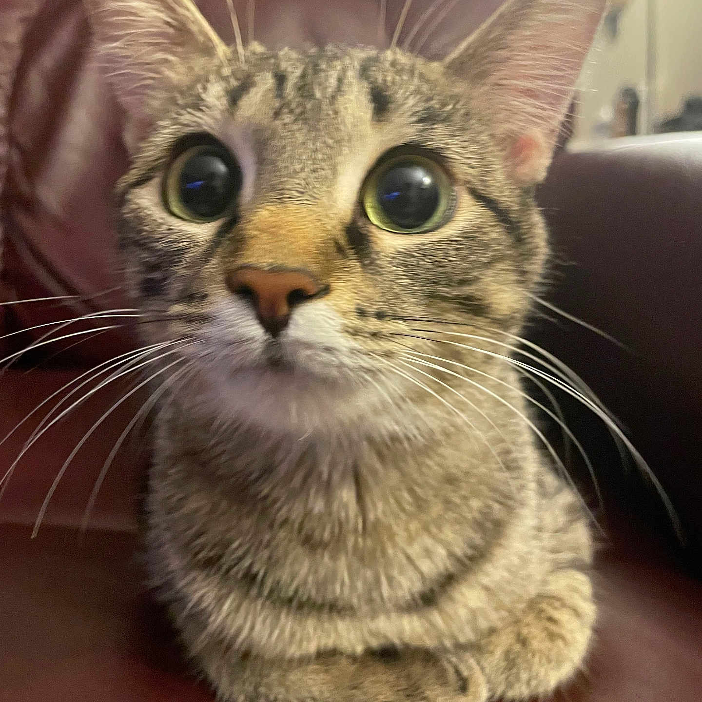 Miss Mini Meow is registered to the contest to win money with this photo: cat, tabby, kitten, feline, animal, pet, whiskers, ears, eyes, wide_eyed, portrait, close_up, sitting, indoors, brown_fur, striped_fur, cozy, curious, direct_gaze, photography