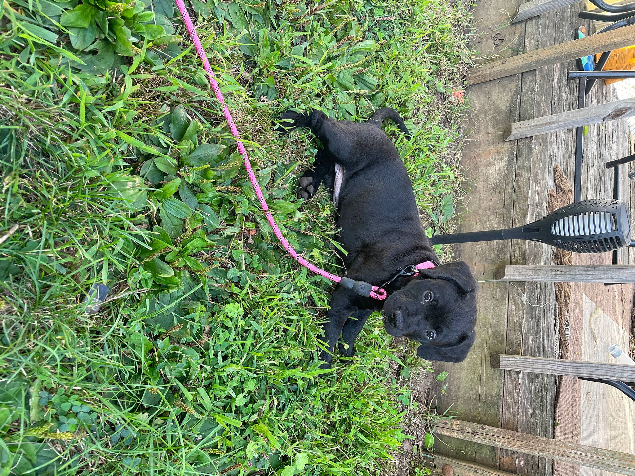 Sparkles is registered to the contest to win money with this photo: carnivore, collar, dog, dog_breed, dog_collar, dog_supply, fashion_accessory, grass, groundcover, guard_dog, herbaceous_plant, leash, pet_supply, plant, shrub, sporting_group, tail, tree, working_animal, yard