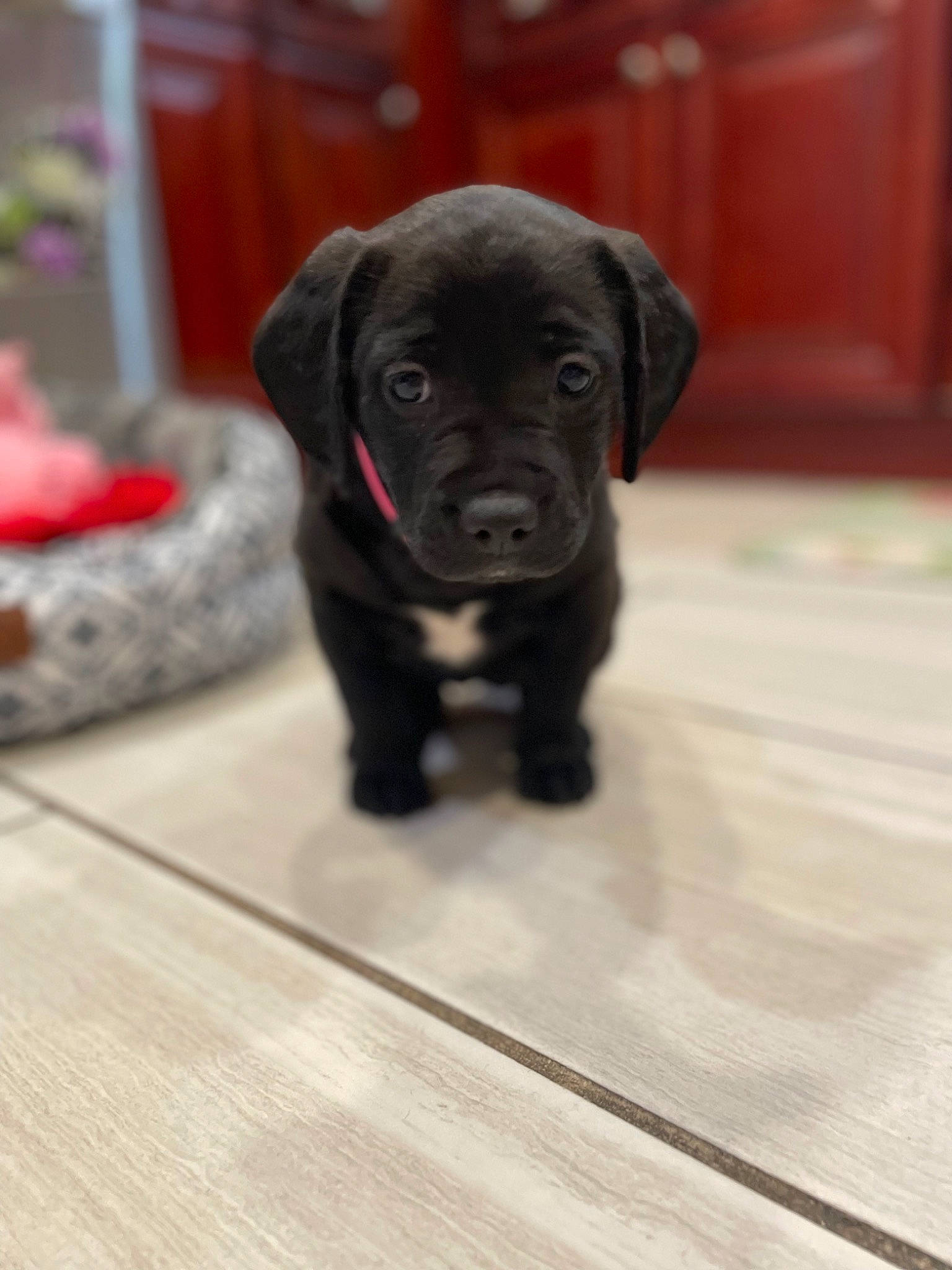 Sparkles joined the competition — help win amazing prizes! borador, canidae, carnivore, companion_dog, dog, dog_breed, fawn, flooring, fur, guard_dog, gun_dog, hardwood, liver, snout, sporting_group, tail, terrestrial_animal, whiskers, wood, working_animal