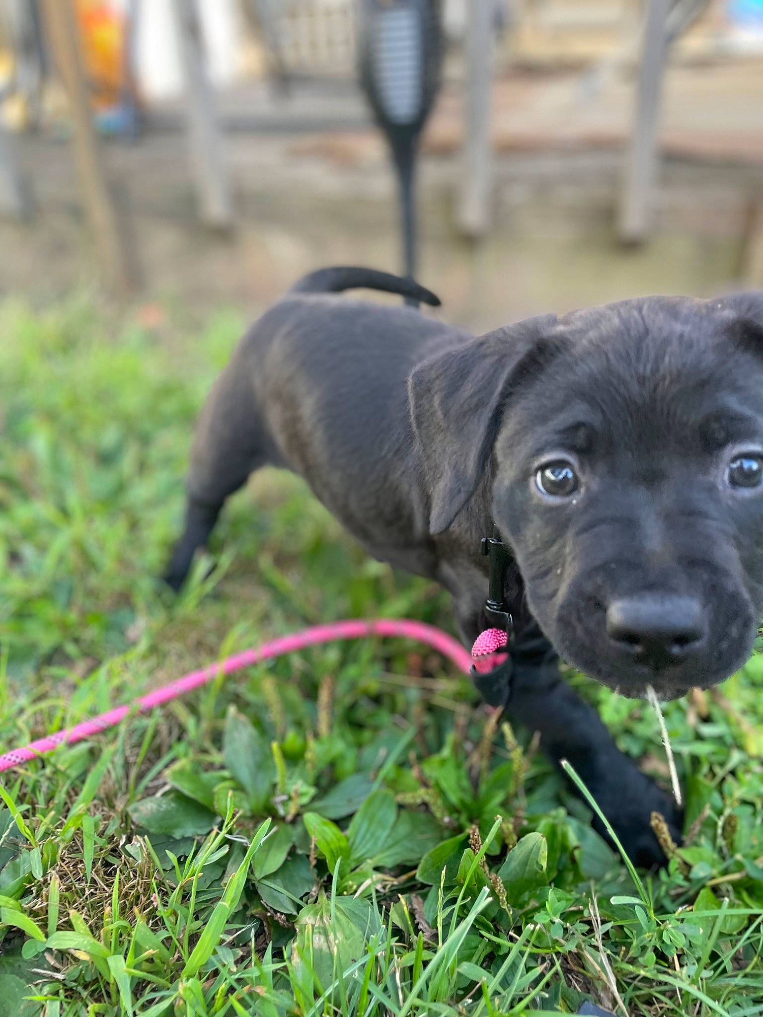 Sparkles joined the competition — help win amazing prizes! annual_plant, borador, canidae, carnivore, collar, companion_dog, dog, dog_breed, fur, grass, groundcover, gun_dog, liver, plant, retriever, snout, sporting_group, terrestrial_animal, whiskers, working_animal