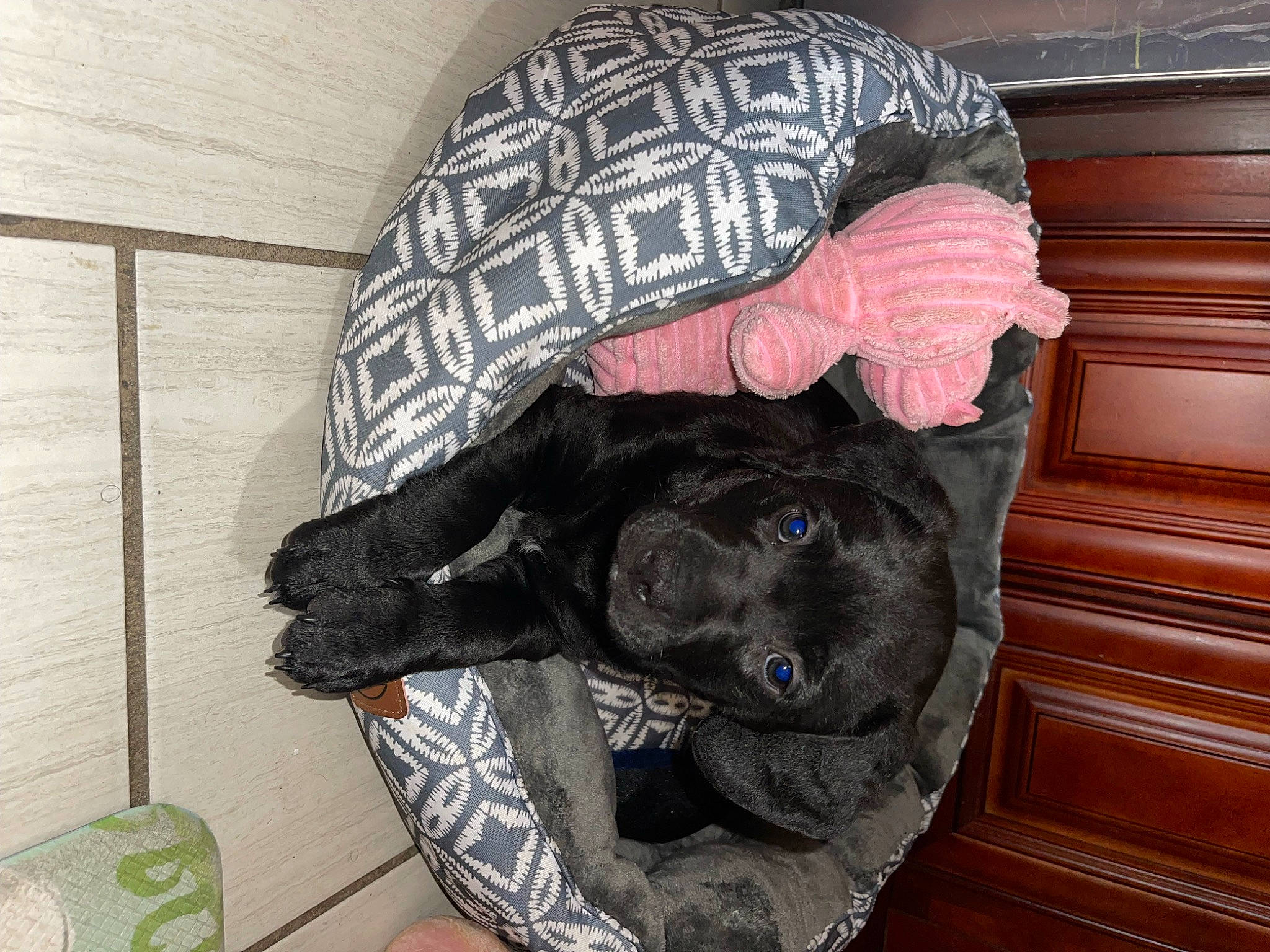 Sparkles joined the competition — help win amazing prizes! borador, canidae, carnivore, comfort, companion_dog, dog, dog_breed, dog_supply, fur, guard_dog, hat, non_sporting_group, personal_protective_equipment, sleeve, snout, sporting_group, tail, wood, working_animal