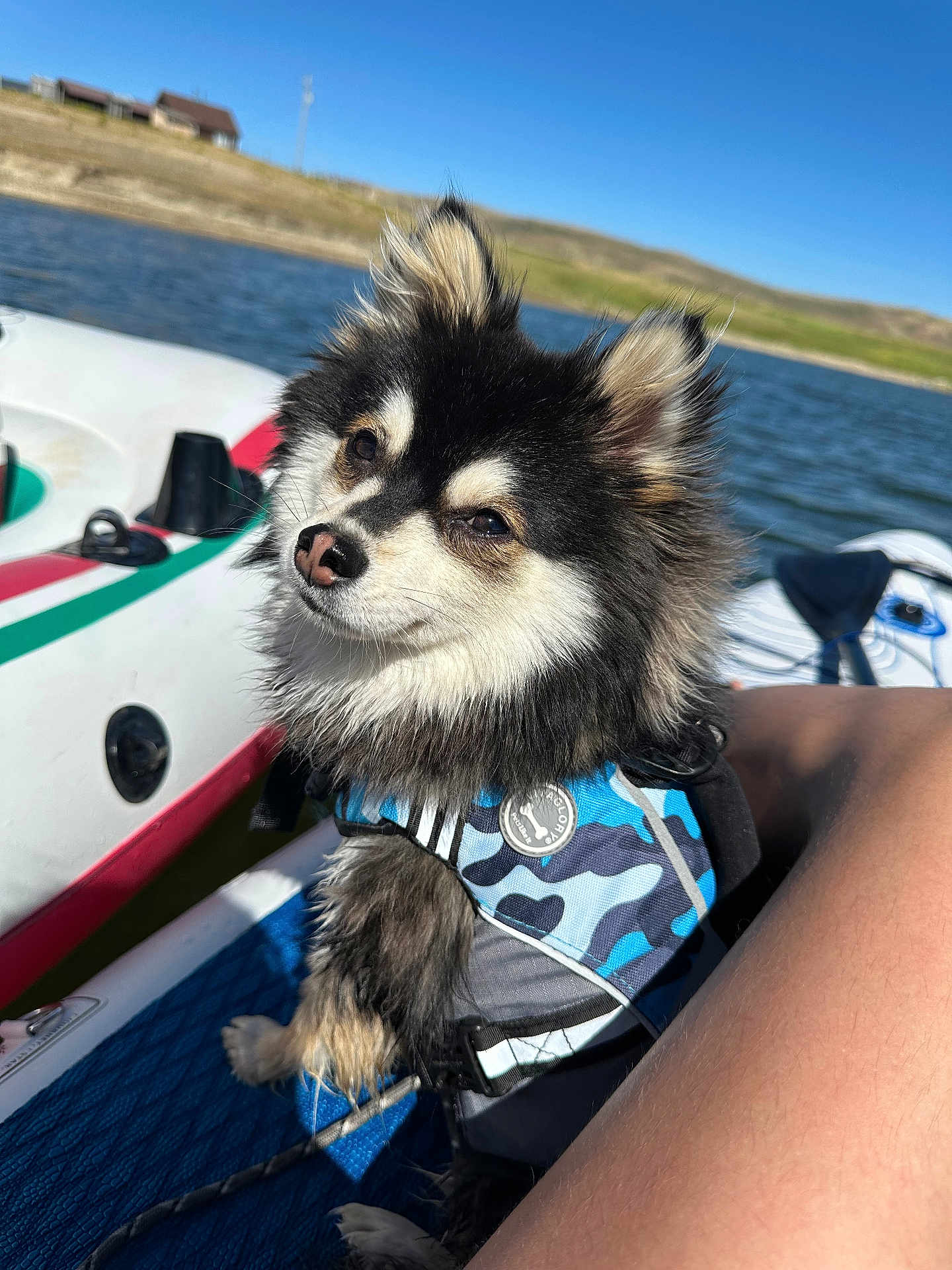 Vito
