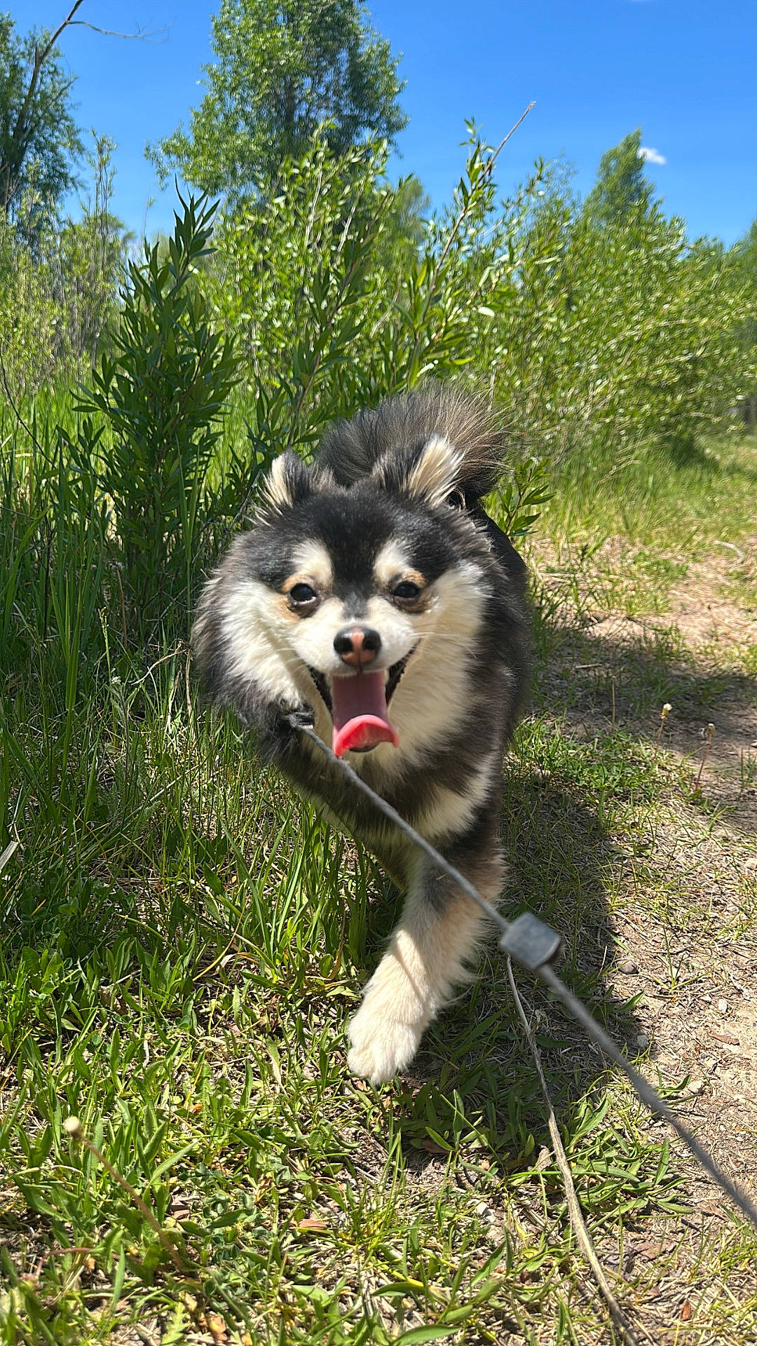 Vito is registered to the contest to win money with this photo: blue_sky, canine, daytime, dog, excited, forest_edge, fur, grass, greenery, happy, leash, nature, outdoor, pet, playful, running, small_dog, summer, sunlight, tongue_out