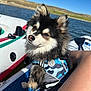 Vito is registered to the contest to win money with this photo: adventure, animal, blue_sky, boat, canine, close_up, cute, daytime, dog, fluffy, fur, lake, life_jacket, nature, outdoor, pet, portrait, sky, summer, water