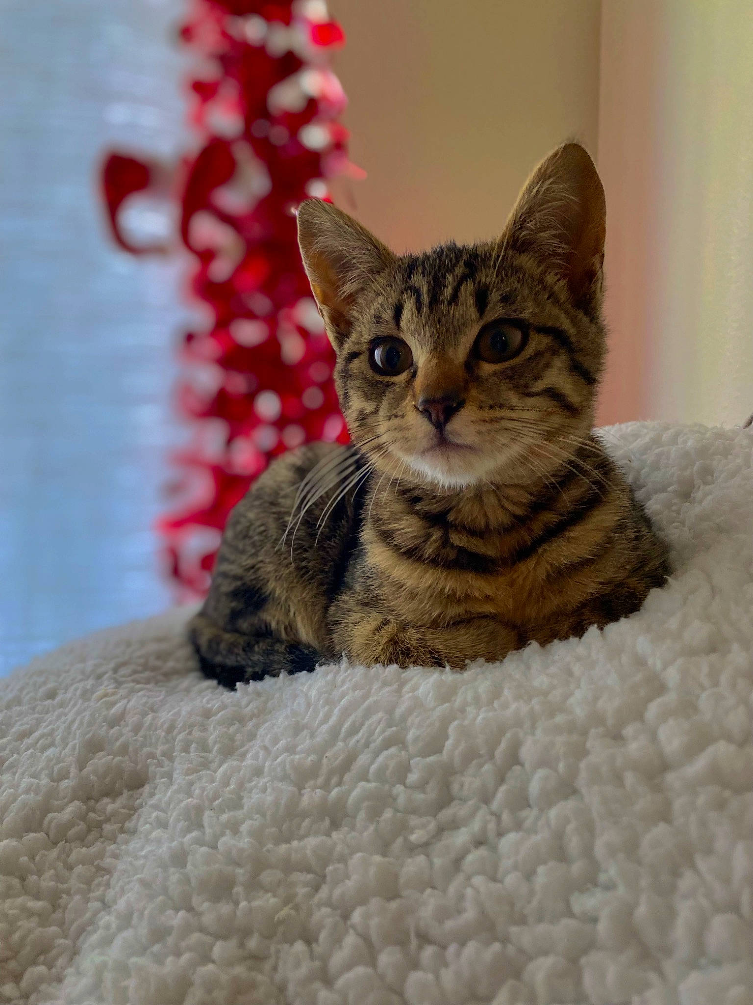 Cowboy is registered to the contest to win money with this photo: carnivore, cat, cat_supply, claw, domestic_short_haired_cat, fawn, felidae, fur, small_to_medium_sized_cats, snout, terrestrial_animal, tree, whiskers, window