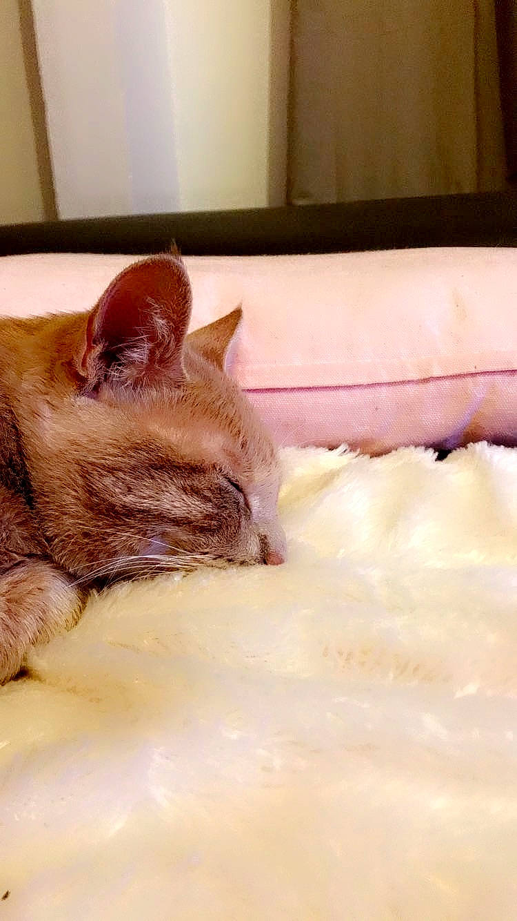 Truncky participe au concours pour gagner de l'argent avec cette photo : carnivore, cat, claw, comfort, domestic_short_haired_cat, fawn, felidae, flooring, fur, hardwood, linens, nap, paw, room, small_to_medium_sized_cats, snout, tail, whiskers, window, wood