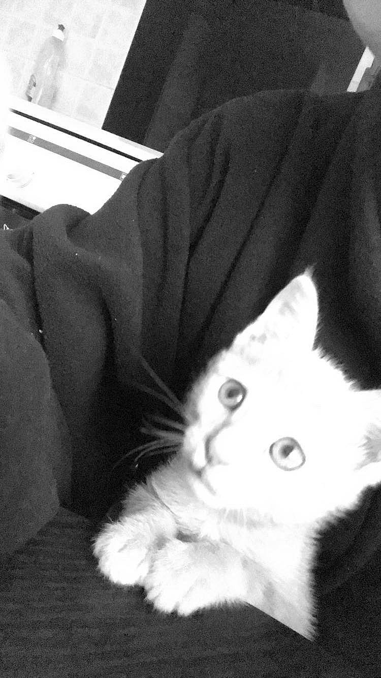 Truncky a rejoint le concours — aidez-le/la à gagner de superbes lots ! black, black_and_white, carnivore, cat, claw, comfort, domestic_short_haired_cat, felidae, foot, fur, gesture, human_leg, monochrome, monochrome_photography, paw, room, small_to_medium_sized_cats, style, tail, whiskers