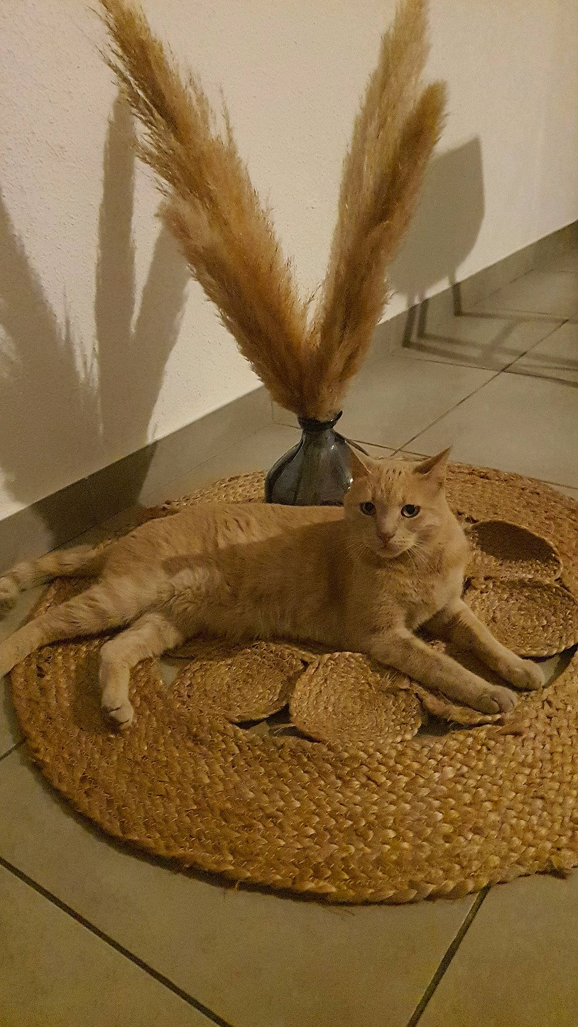 Truncky participe au concours pour gagner de l'argent avec cette photo : art, artifact, beige, black_tailed_jackrabbit, fawn, felidae, flooring, fur, hare, mythical_creature, sculpture, serveware, small_to_medium_sized_cats, tail, terrestrial_animal, toy, whiskers, wildlife, wing, wood