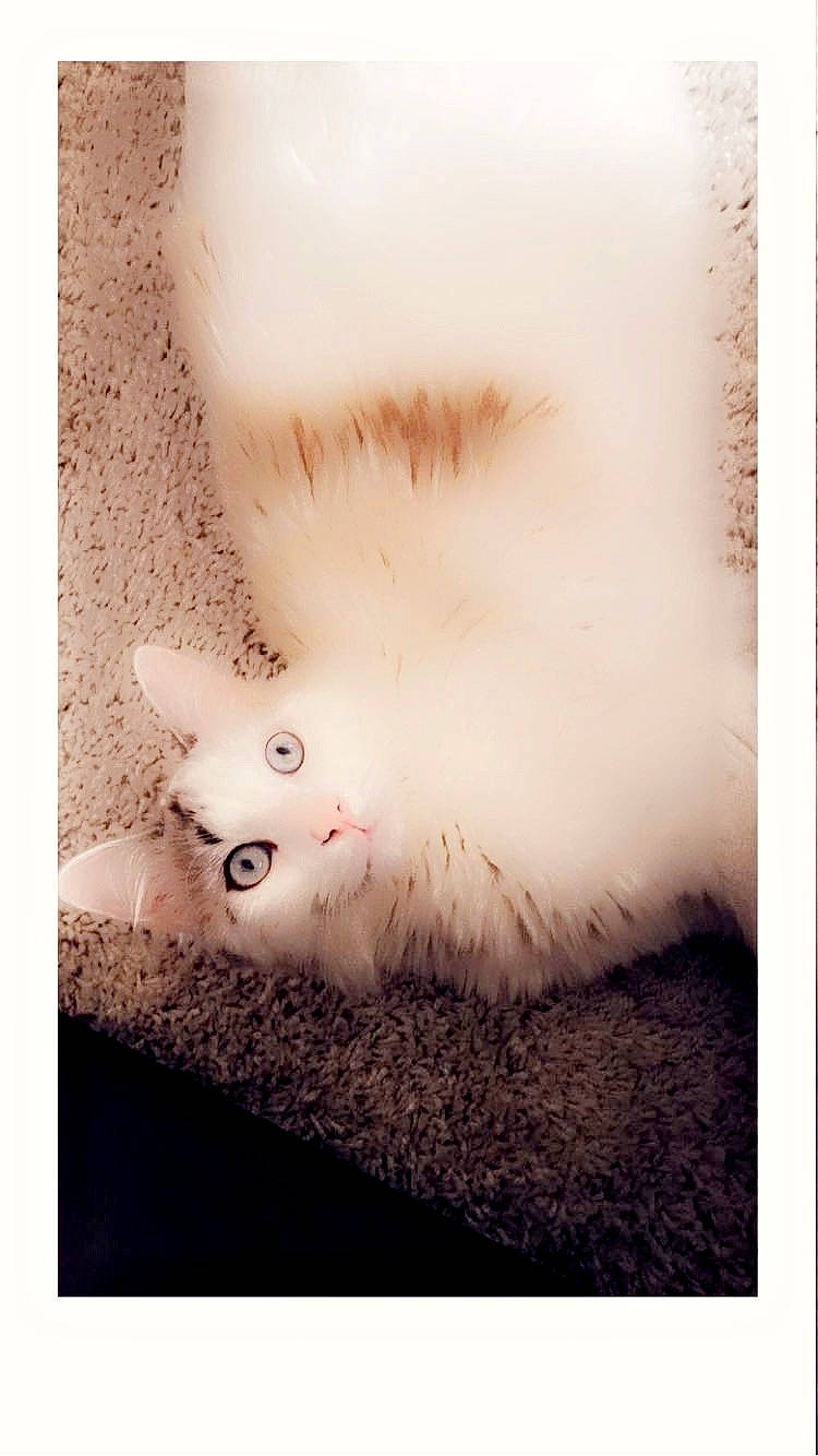 Goten participe au concours pour gagner de l'argent avec cette photo : art, canidae, carnivore, cat, companion_dog, fashion_accessory, fawn, felidae, flooring, font, foot, fur, paw, rectangle, sitting, small_to_medium_sized_cats, square, tail, visual_arts, whiskers