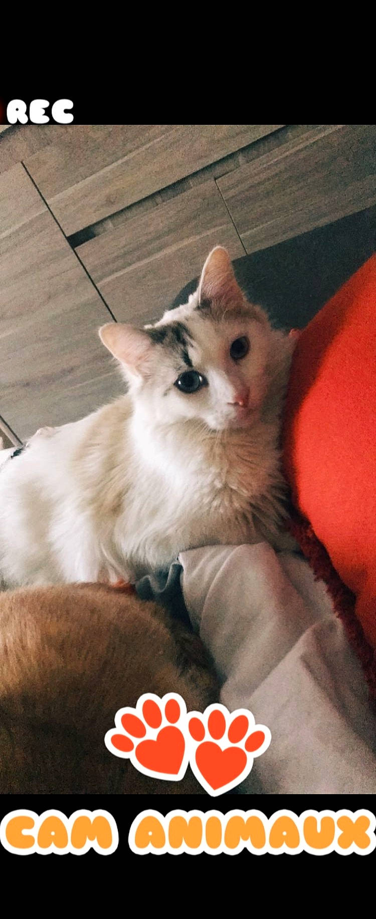 Goten participe au concours pour gagner de l'argent avec cette photo : balinese, birman, carnivore, cat, claw, comfort, domestic_short_haired_cat, fawn, felidae, flooring, fur, hardwood, paw, photo_caption, siamese, small_to_medium_sized_cats, tail, thai, whiskers, wood