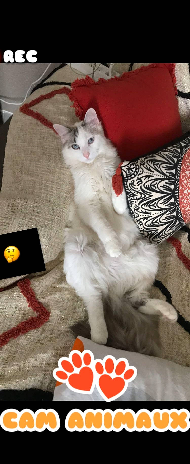 Goten participe au concours pour gagner de l'argent avec cette photo : carnivore, cat, claw, comfort, domestic_short_haired_cat, fawn, felidae, flooring, foot, fur, kitchen_utensil, pattern, paw, serveware, small_to_medium_sized_cats, tableware, tail, textile, whiskers, white