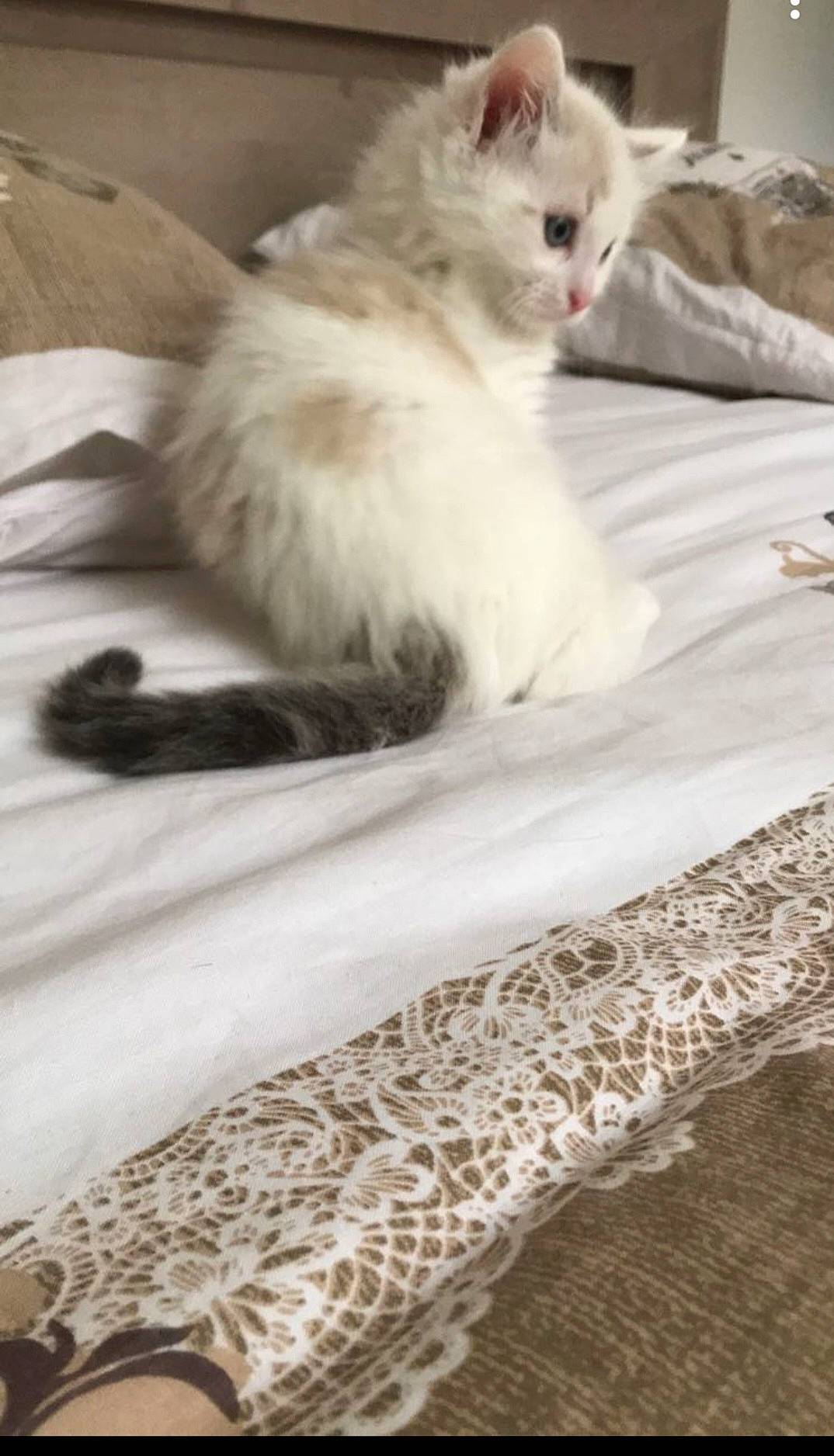 Goten a rejoint le concours — aidez-le/la à gagner de superbes lots ! bed, bed_sheet, bedding, carnivore, cat, claw, comfort, duvet, fawn, felidae, flooring, fur, linens, pattern, paw, photography, small_to_medium_sized_cats, tail, terrestrial_animal, whiskers