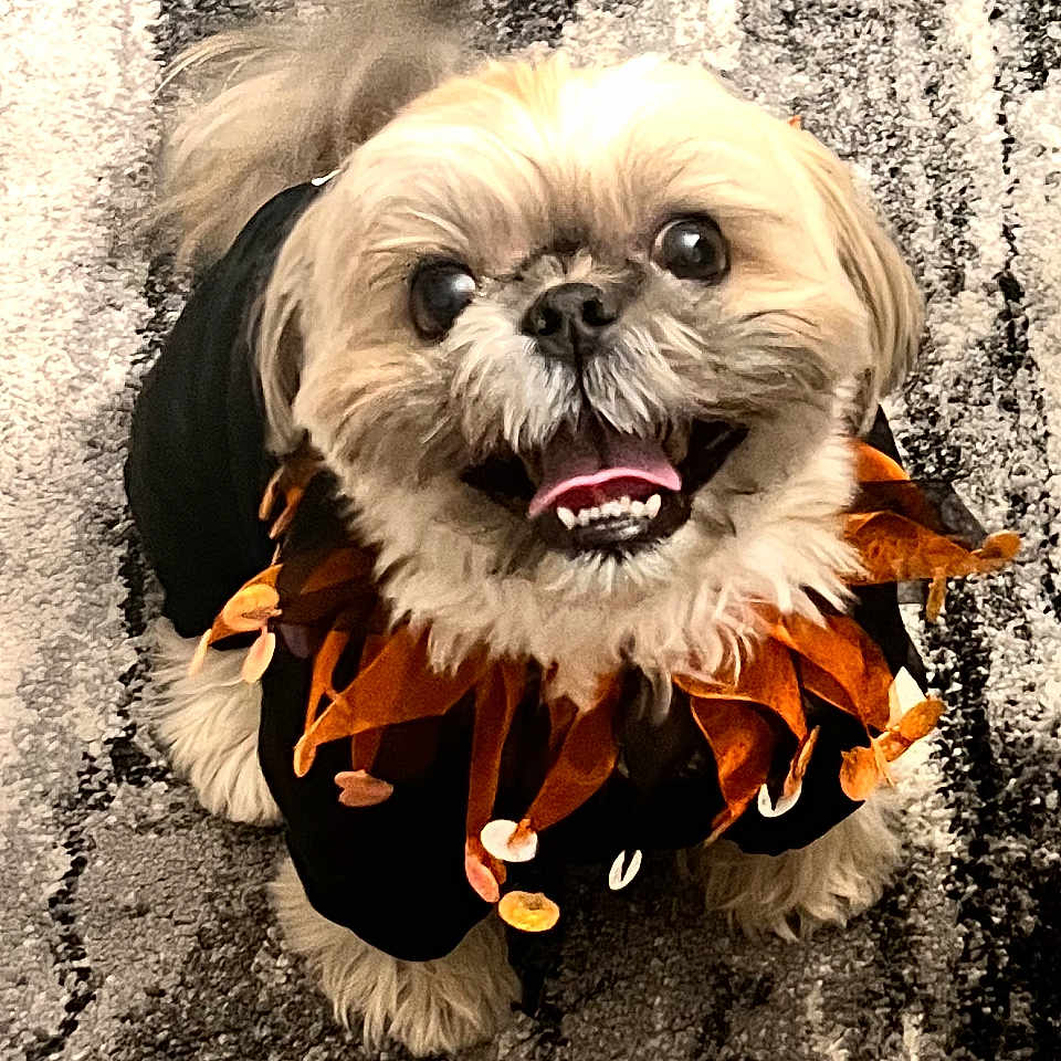 Milo joined the competition — help win amazing prizes! animal, black, carpet, collar, companion, cute, dog, domestic_animal, fluffy, friendly, fur, happy, indoor, looking_up, orange, pet, playful, small_dog, smiling, tongue_out