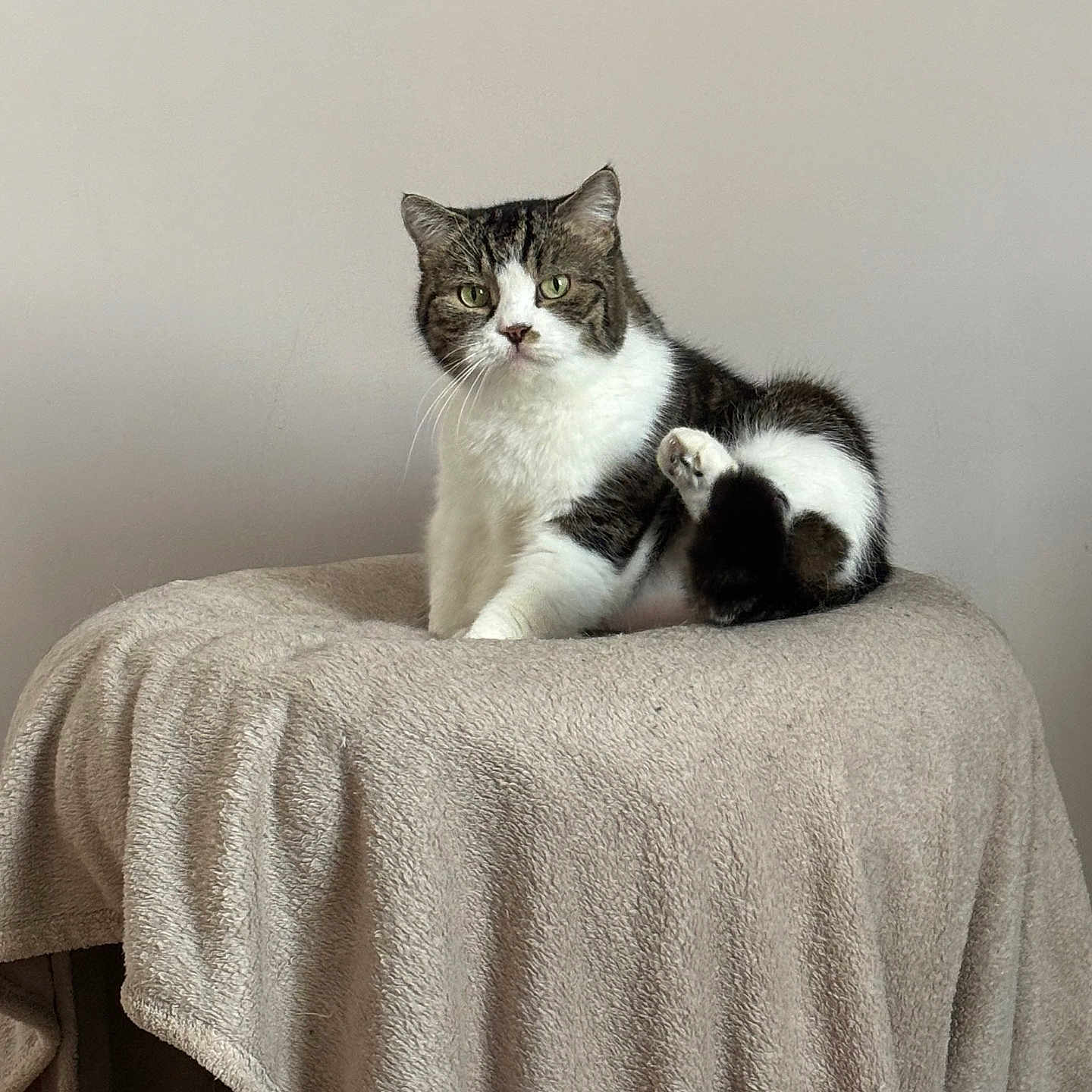 Lily