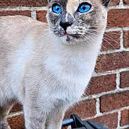 Bubba joined the competition — help win amazing prizes! cat, blue_eyes, animal, pet, fur, whiskers, ears, face, brick_wall, outdoor, standing, mammal, closeup, portrait, curious, alert, feline, paws, domestic_animal, nature
