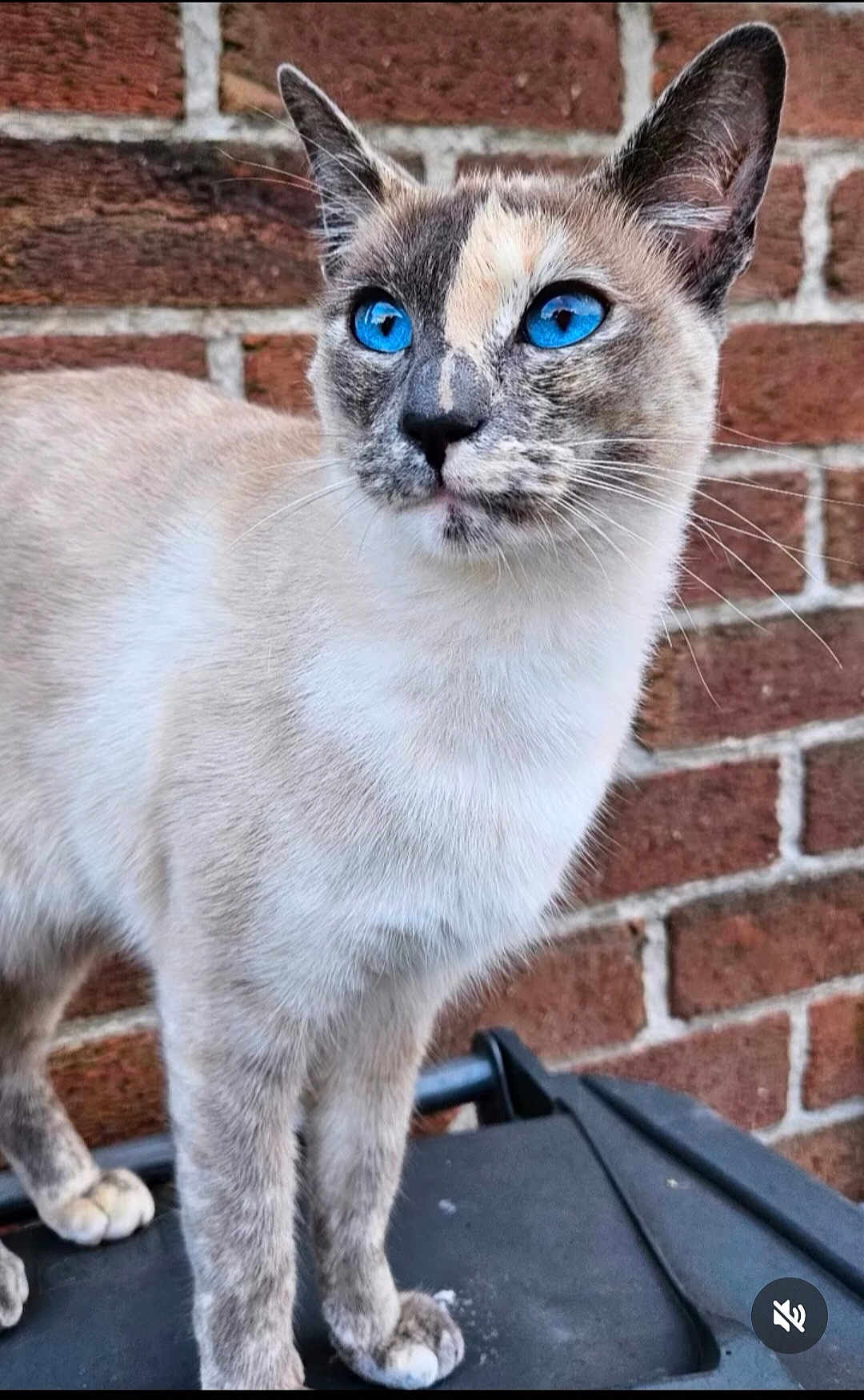 Bubba joined the competition — help win amazing prizes! cat, blue_eyes, animal, pet, fur, whiskers, ears, face, brick_wall, outdoor, standing, mammal, closeup, portrait, curious, alert, feline, paws, domestic_animal, nature