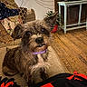 blanket, brown_dog, couch, cozy, curious, dog, ears, eyes, fur, furniture, home, indoor, living_room, pet, plant, purple_collar, sitting, small_dog, television, wooden_floor