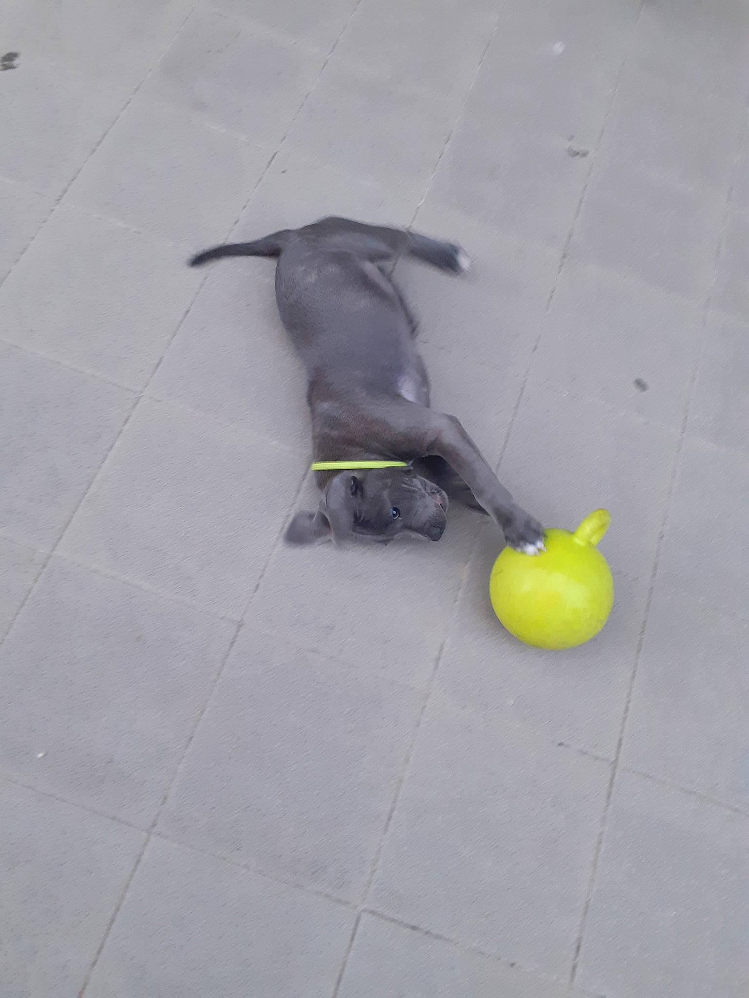 Ghost participe au concours pour gagner de l'argent avec cette photo : asphalt, beak, concrete, event, fashion_accessory, floor, flooring, fruit, grey, malus, natural_foods, personal_protective_equipment, produce, road_surface, shadow, sidewalk, snout, tail, tile, wing