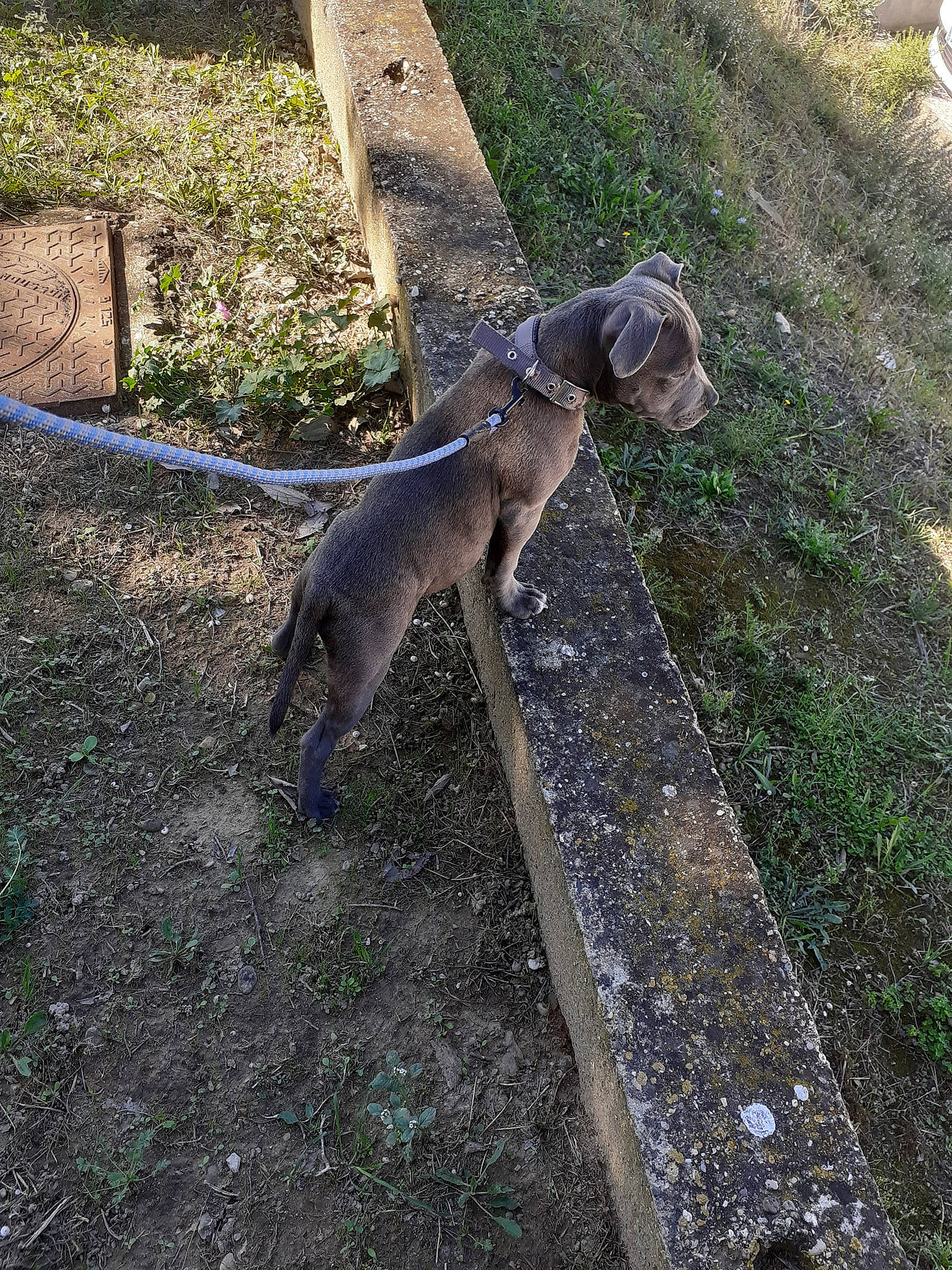 Ghost a rejoint le concours — aidez-le/la à gagner de superbes lots ! canidae, carnivore, companion_dog, dog, dog_breed, fawn, felidae, garden_hose, grass, groundcover, liver, plant, road_surface, shadow, small_to_medium_sized_cats, soil, sporting_group, tail, terrestrial_animal, walkway