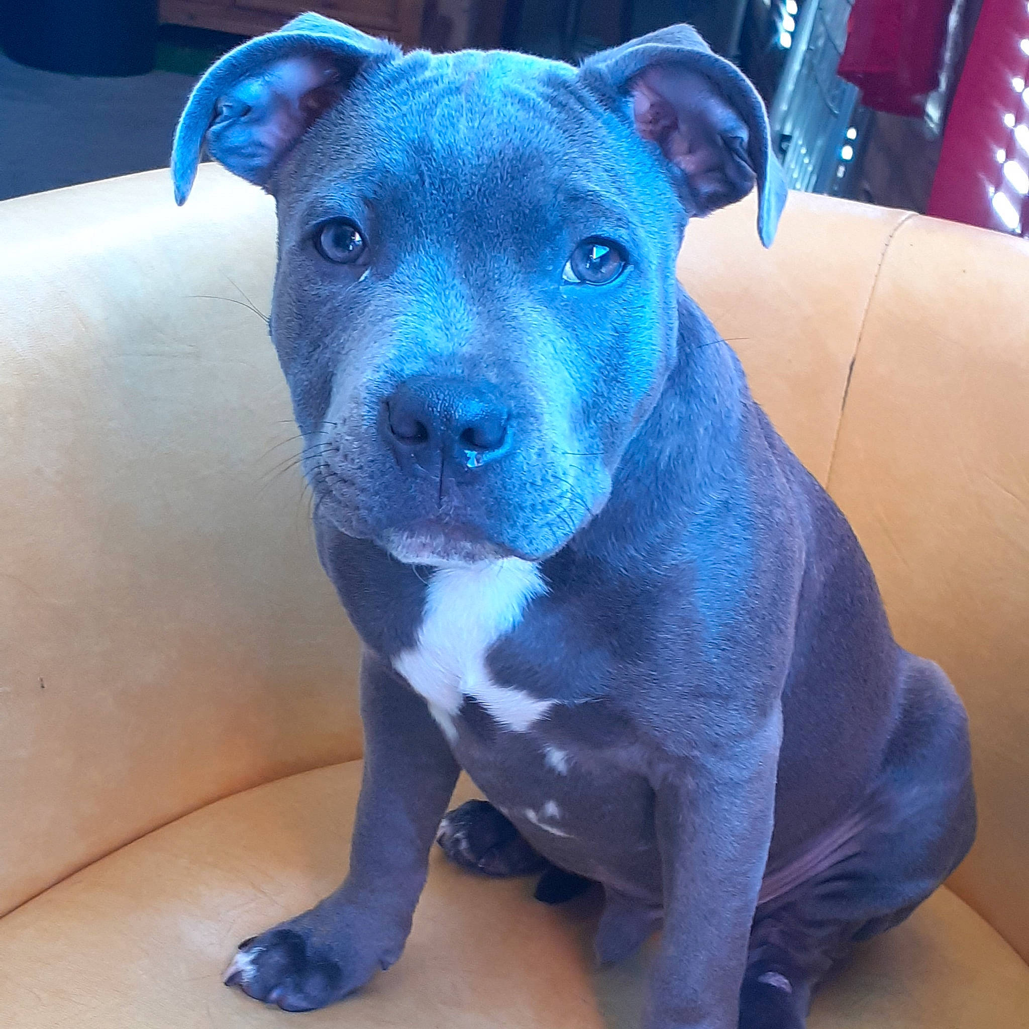 Ghost participe au concours pour gagner de l'argent avec cette photo : carnivore, comfort, companion_dog, dog, dog_breed, electric_blue, fawn, non_sporting_group, snout, sporting_group, working_animal