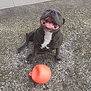 Ghost a rejoint le concours — aidez-le/la à gagner de superbes lots ! dog, happy, tongue_out, gray_dog, pet, toy, orange_toy, outdoor, gravel, sitting, playful, smiling, canine, white_chest, animal, daylight, ground, nose, mouth_open, cheerful