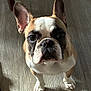 dog, french_bulldog, pet, indoor, floor, wooden_floor, curious, looking_up, ears_up, brown_and_white, animal, canine, companion, domestic_animal, cute, small_dog, household, furniture, couch, chair