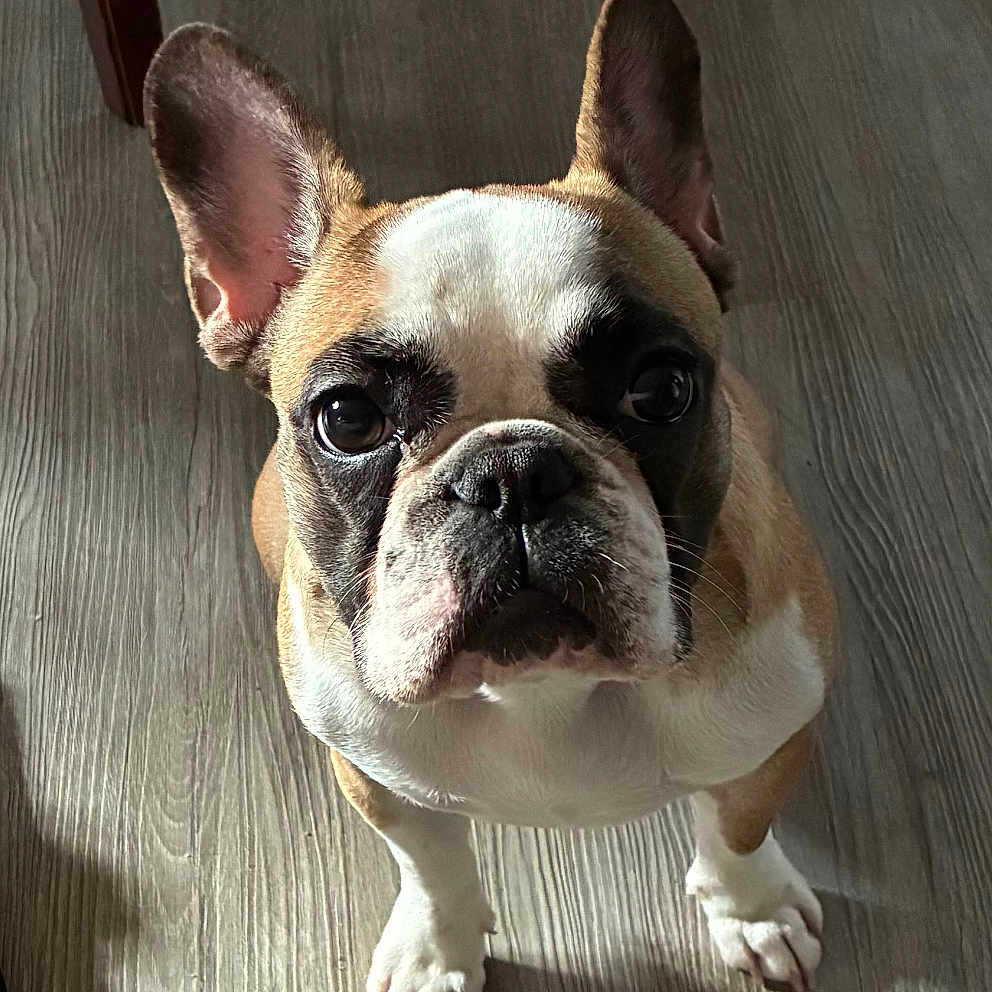 Baby joined the competition — help win amazing prizes! animal, brown_and_white, canine, chair, companion, couch, curious, cute, dog, domestic_animal, ears_up, floor, french_bulldog, furniture, household, indoor, looking_up, pet, small_dog, wooden_floor