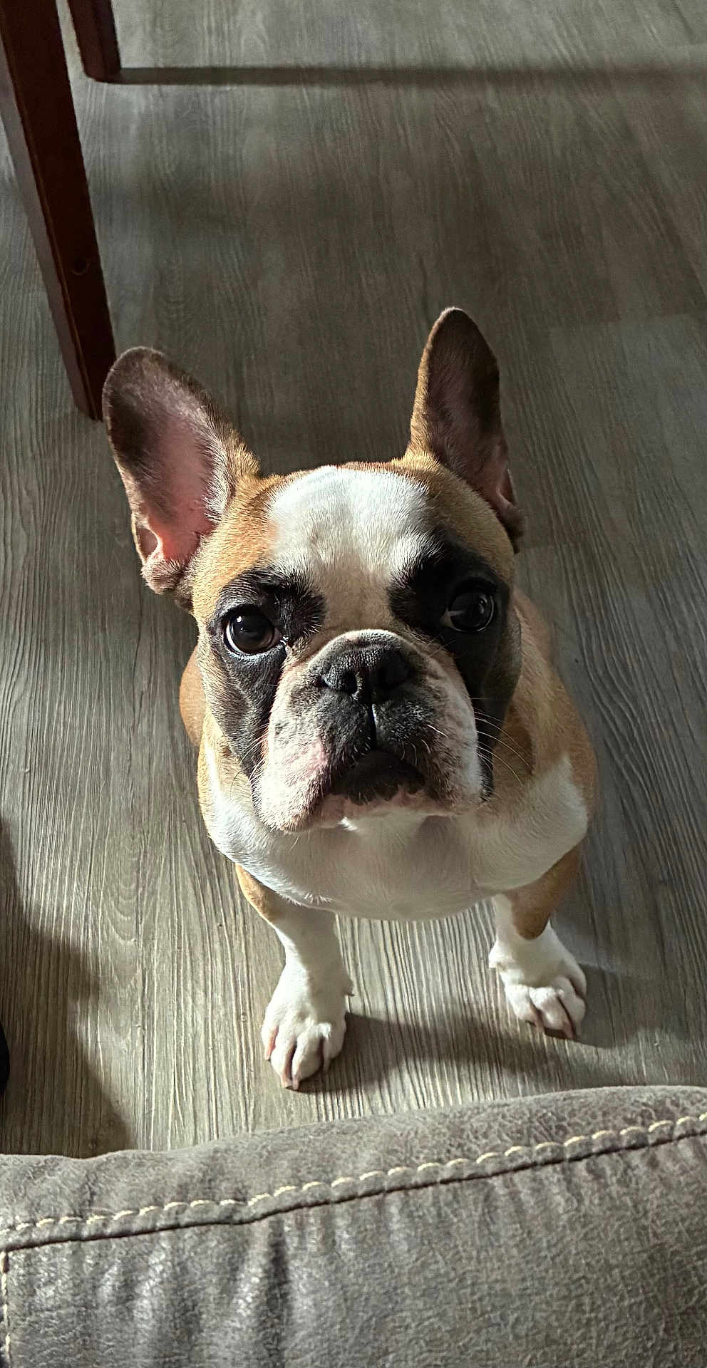 Baby joined the competition — help win amazing prizes! dog, french_bulldog, pet, indoor, floor, wooden_floor, curious, looking_up, ears_up, brown_and_white, animal, canine, companion, domestic_animal, cute, small_dog, household, furniture, couch, chair